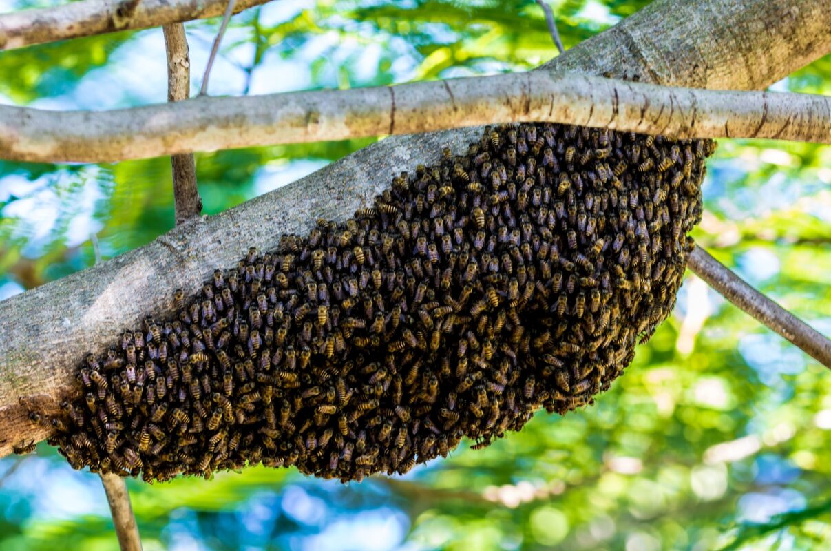 Ein Bienenschwarm am Ast